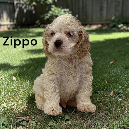 puppy, for, sale, Cocker Spaniel, Joe & Cherri  Overlease, dog, breeder, Miller, MO, dog-breeder, puppy-for-sale, forsale, nearby, find, puppyfind, locator, puppylocator, aca